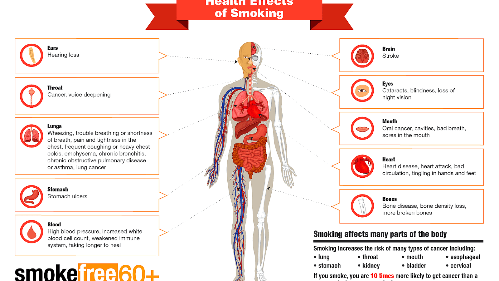 How Can Smoking Affect Your Body Body Choices