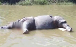 Rhinoceros Poached in Assam's Sonitpur District, Home Guard Killed, Police