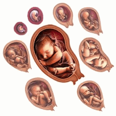 Sviluppo del feto nove mesi gestazione