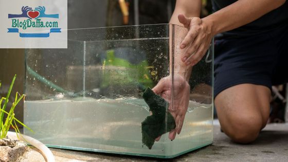 Cara Membersihkan Akuarium dari Kerak Cara Membersihkan Akuarium dari Kerak