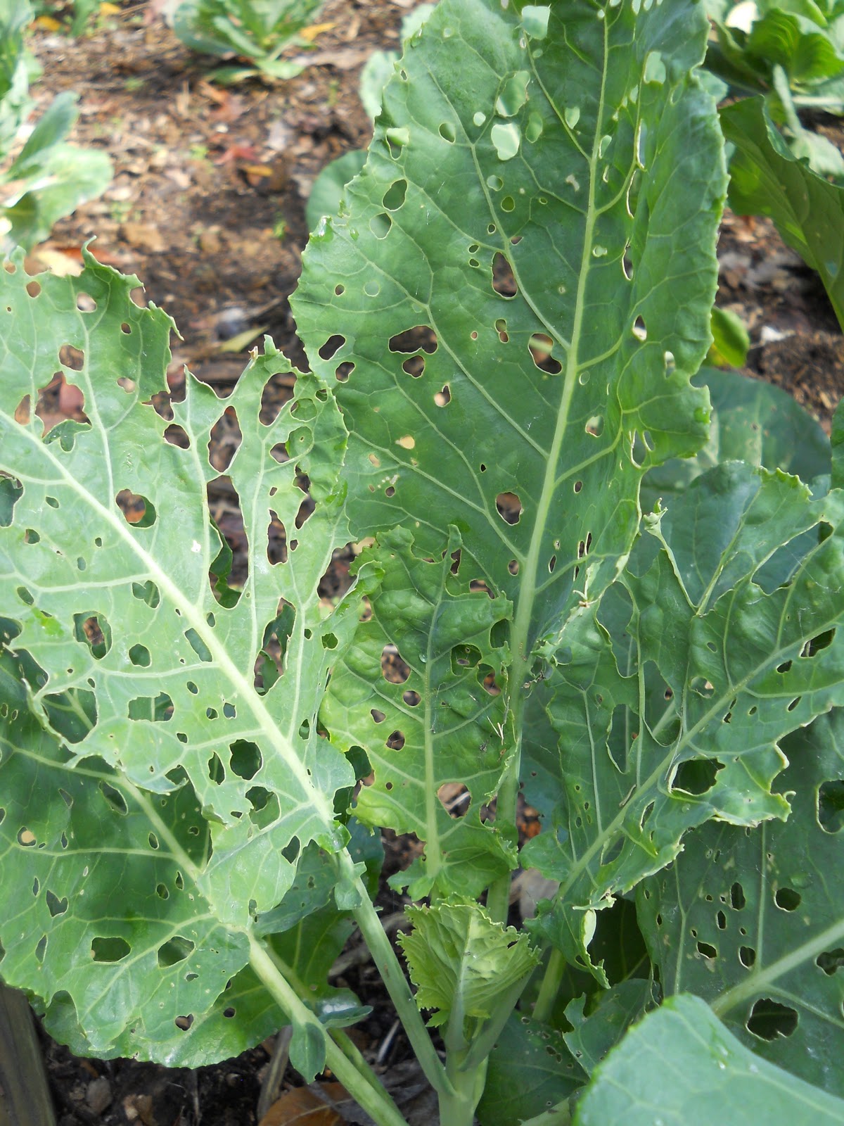 Sue's in the Garden Growing the Groceries: Great Green Globs of Cross ...