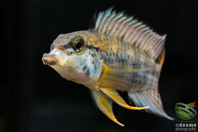 Apistogramma sp. manacacias