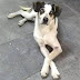 Agressor de cachorro em supermercado não será preso