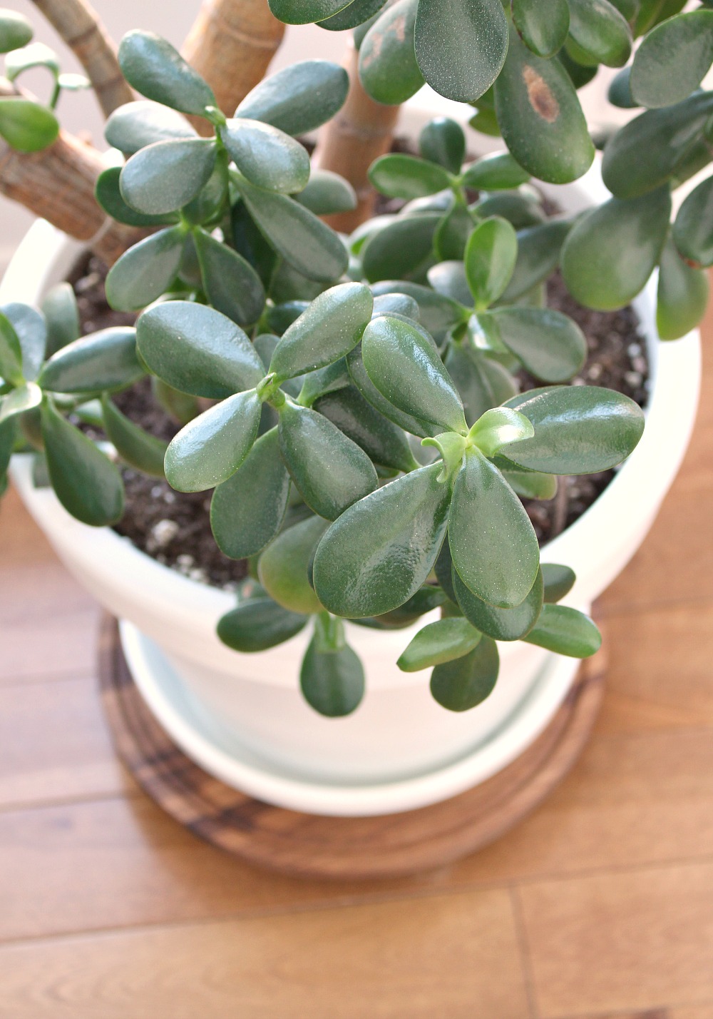 Easy Walnut DIY Plant Dolly Dans le Lakehouse