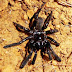 Spider believed to be world’s oldest is dead