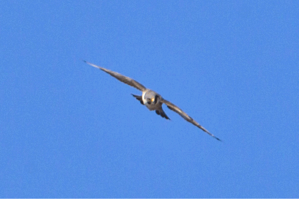 EKOGEO November 2012