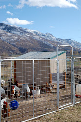 coop chicken space winter diy sunny utah panels makes sun many days under
