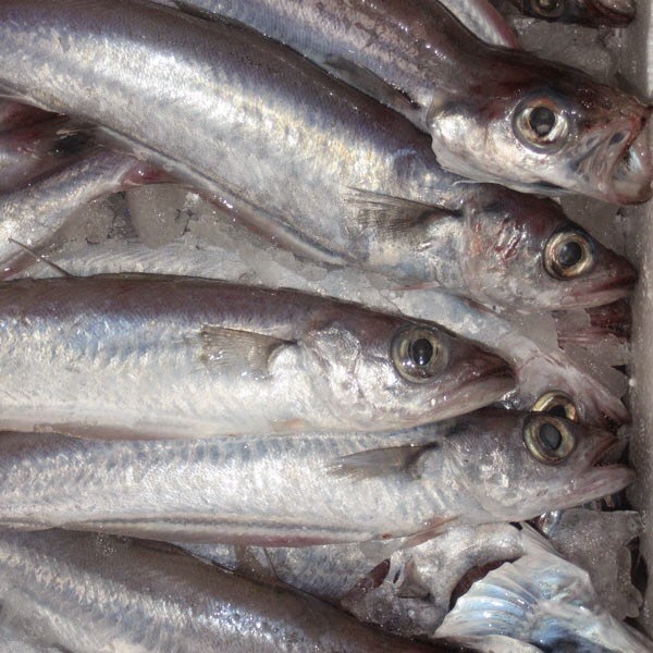 Blue whiting or "bacaladilla"