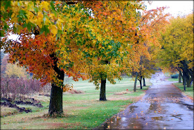 fall nature photo trees