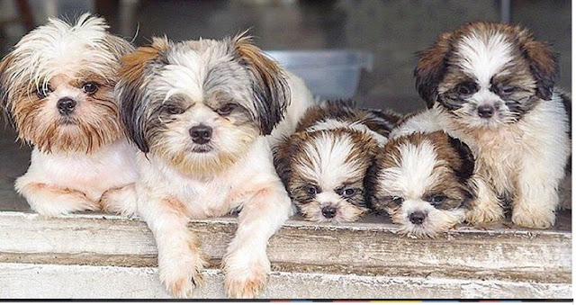 Seu SHIH TZU está triste? Cuidado ele pode estar querendo te dizer algo