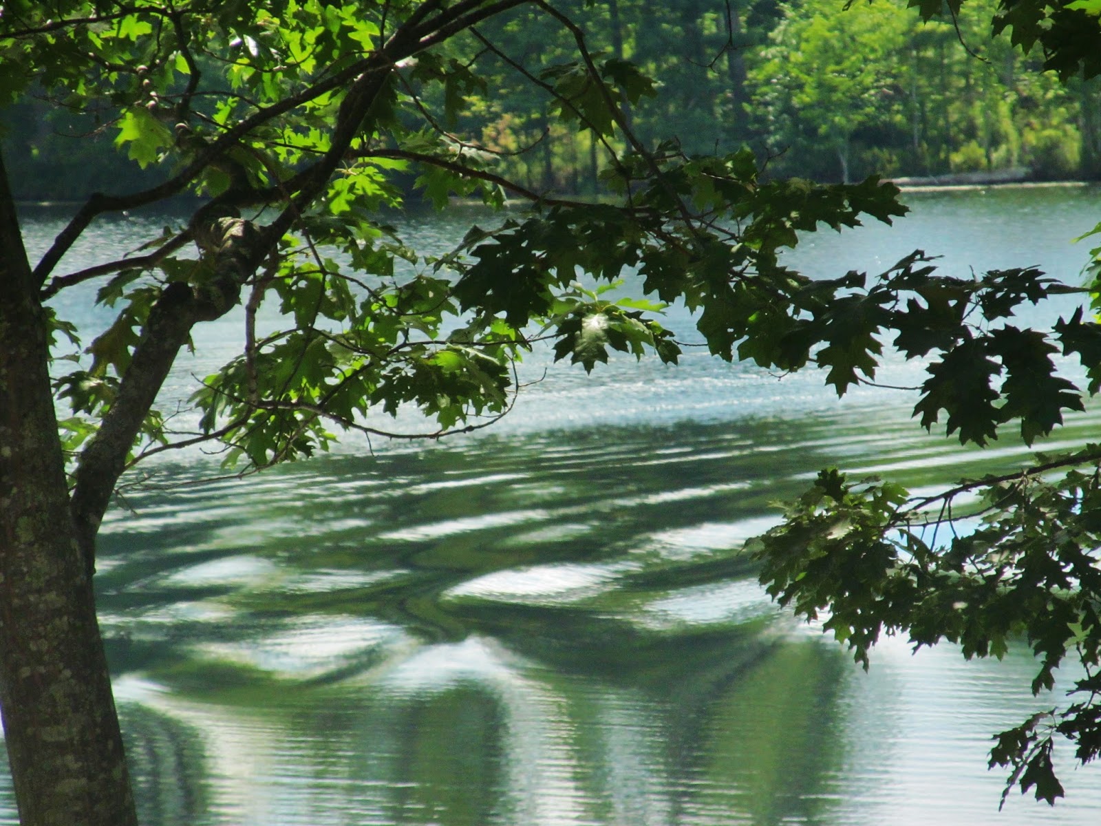 From the Urban Wilderness Memories of a Pond