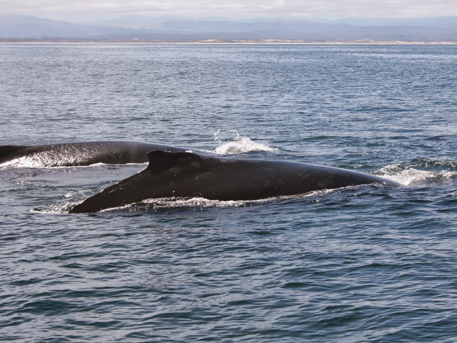 Fabric And Ink and Everyday Life: Whale Watching, An Awesome Day Out
