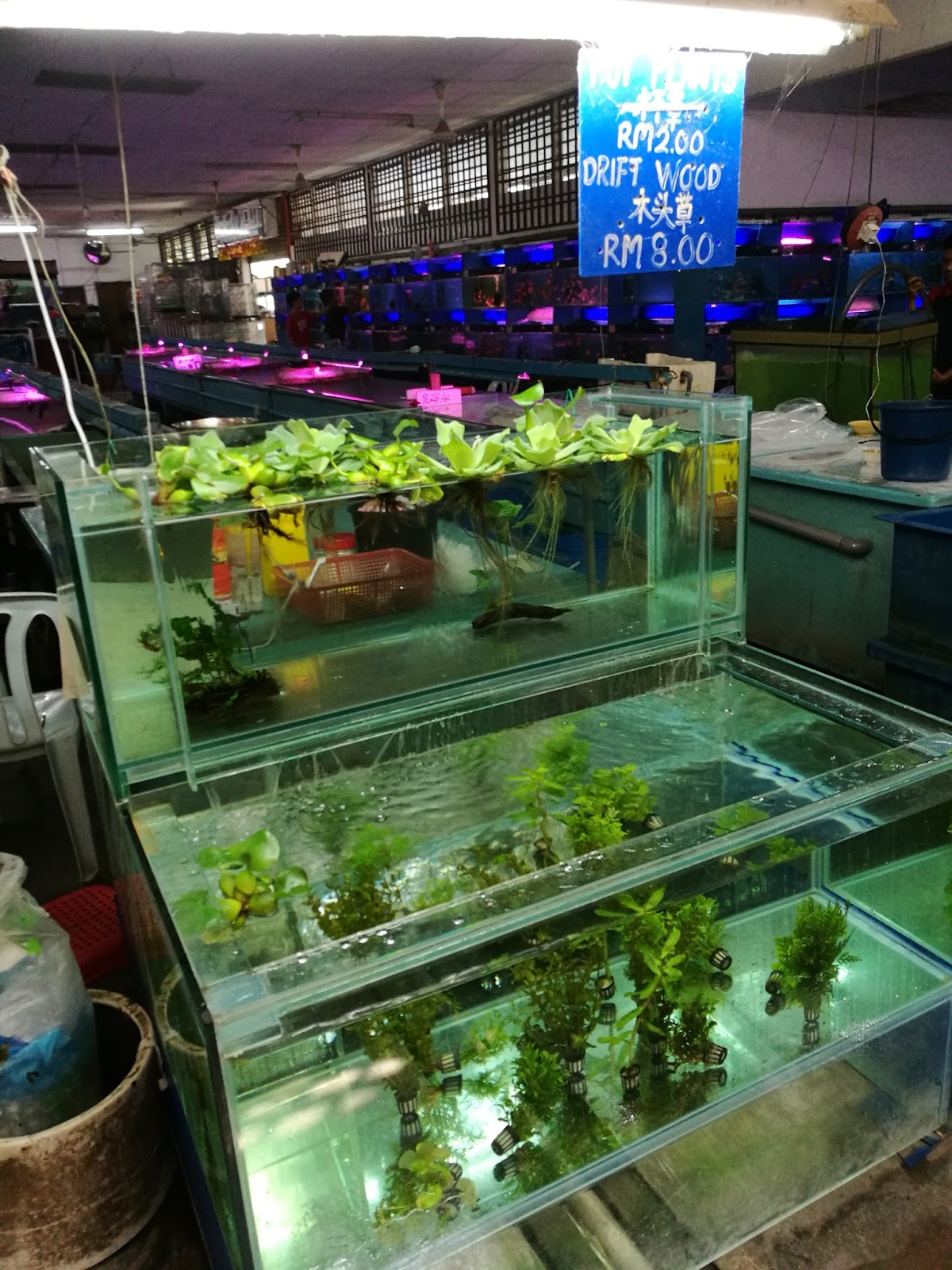 Nanyang Fish Farm, Kulai, Johor