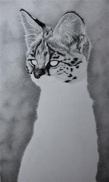 Clive Meredith Wildlife Art: Serval kitten drawing update