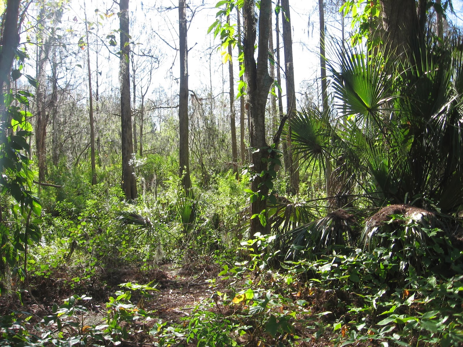 Thonotosassa Florida Baker Creek Boat Ramp on Lake Thonotosassa