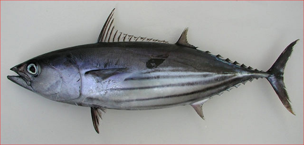 About Skipjack Tuna Fish Biology and Habitat