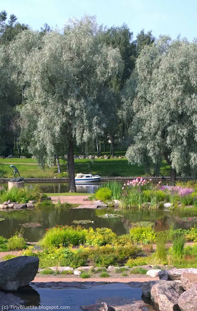 a water lily bond and Kymijoki River in Riverside Park, Kotka, Finland