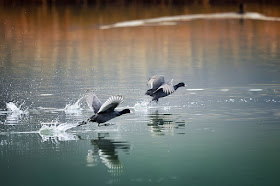 patos-alzando-el-vuelo-en-un-lago