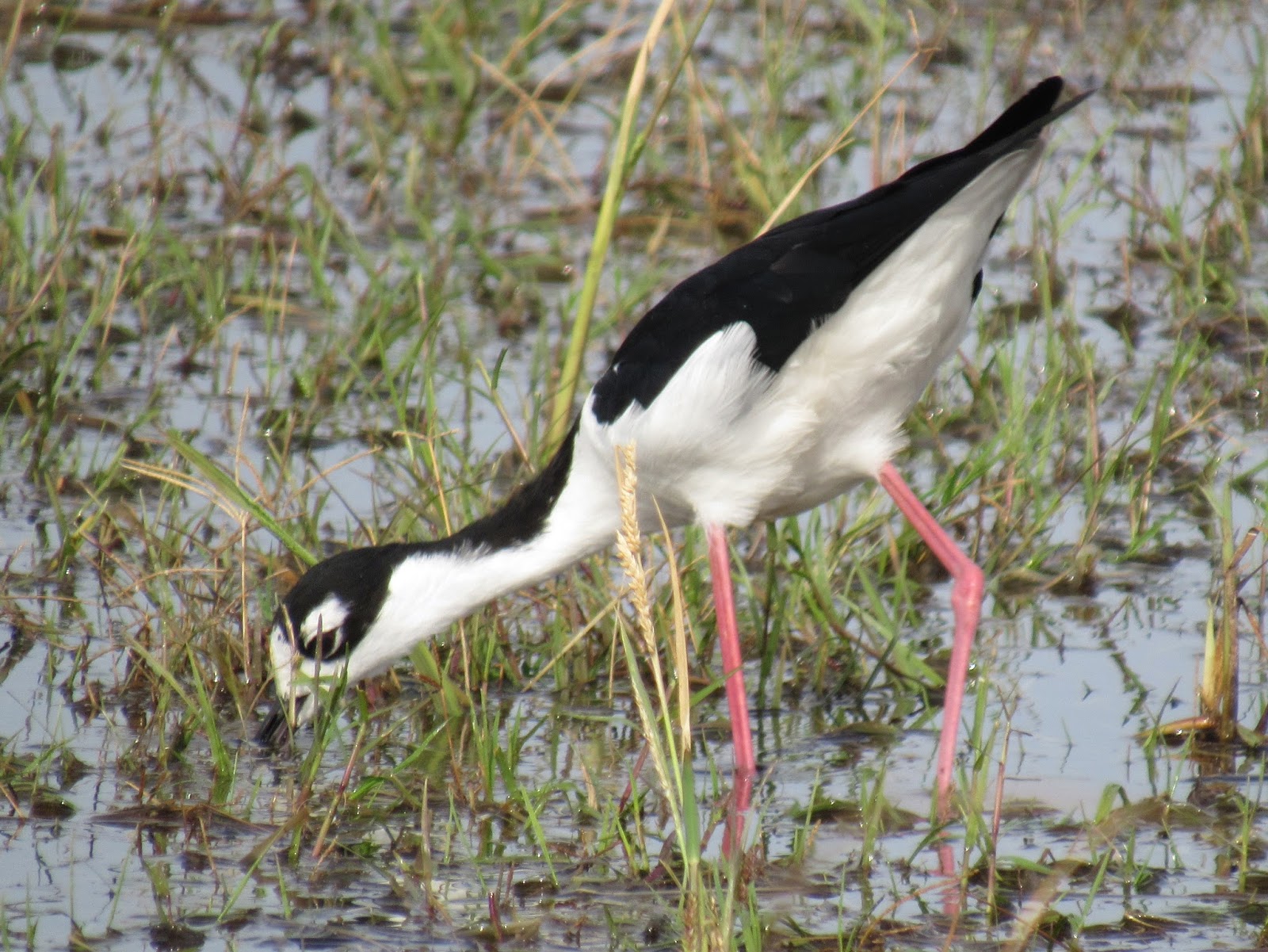 Blacknecked Stilts at Merced National Wildlife Refuge