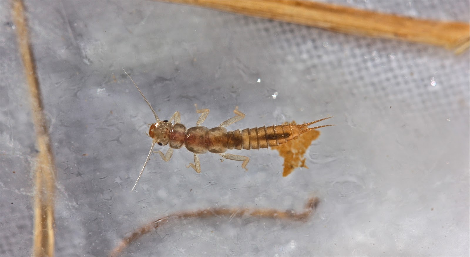 Aquatic Insects of Central Virginia: Are They the Best Streams I ...