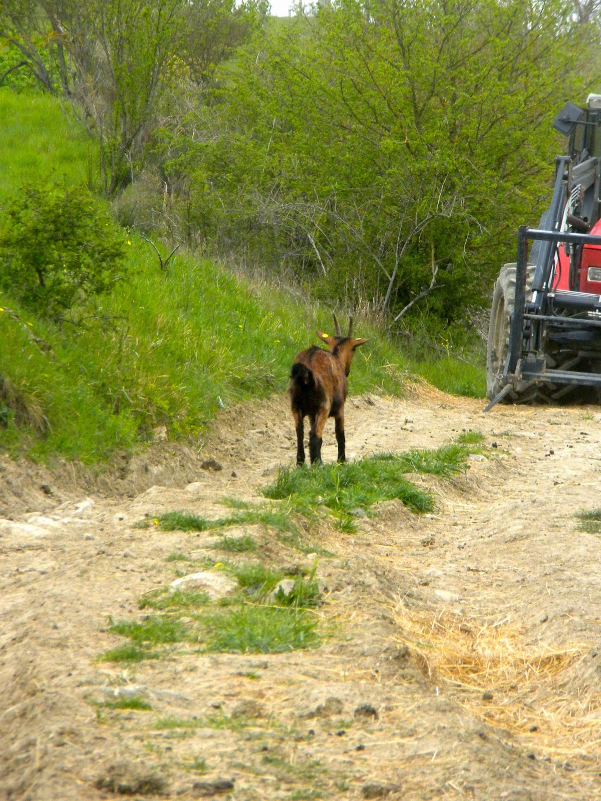 Pulcerina the solitary nanny goat