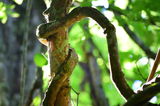 large vine climbs tree