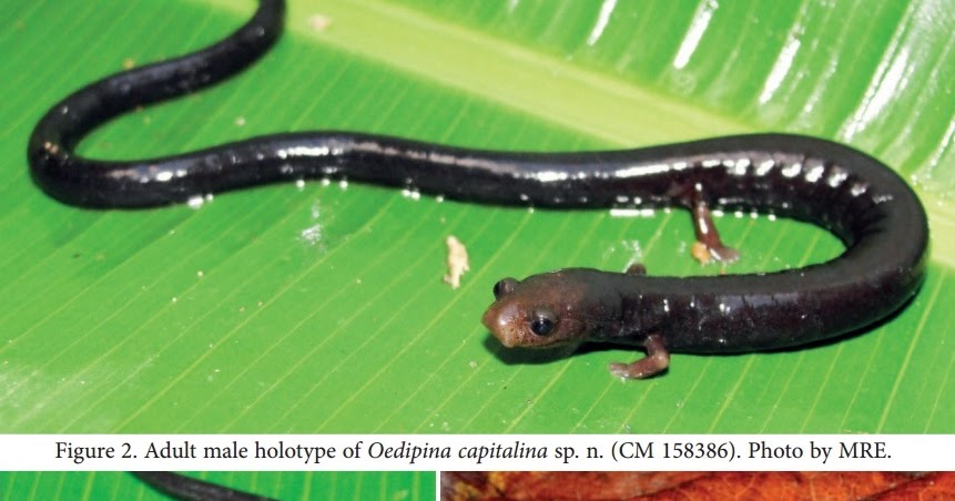 Species New to Science [Herpetology • 2016] Oedipina capitalina • On