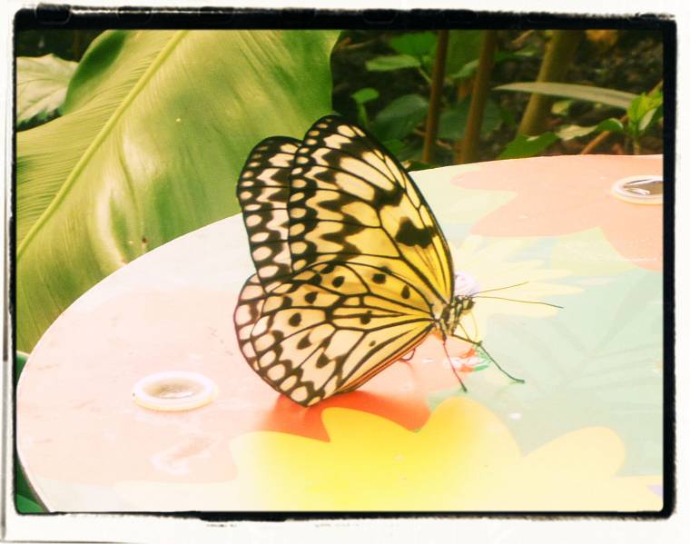 Butterfly Paradise At London Zoo