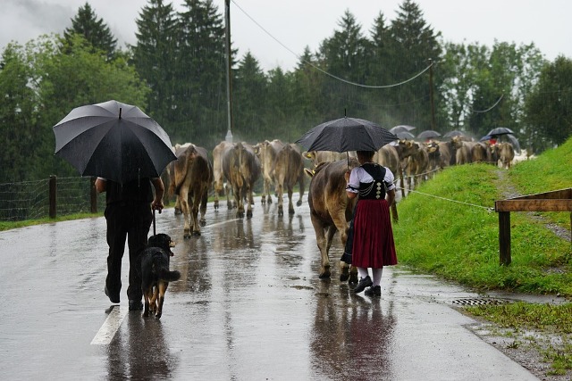 Festival Almabtrieb