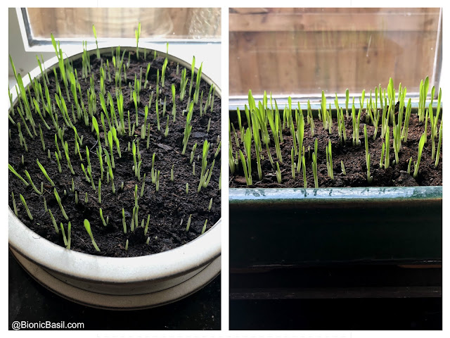 ©BionicBasil® Gardening with Cats - How to Grow Cat Grass