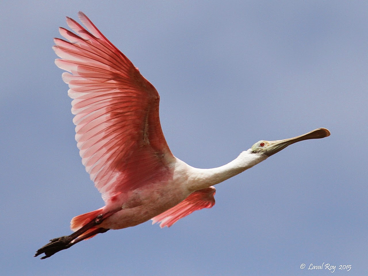 Des oiseaux sur ma route: La beauté des oiseaux de la Floride au début