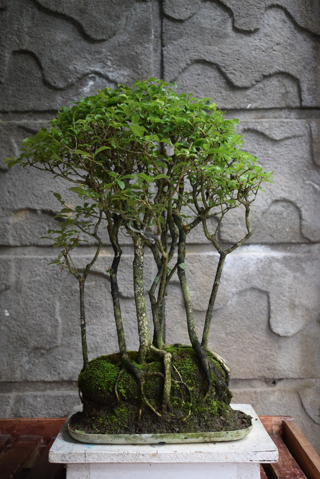BONSAI ART AND HOME GARDENING MY MOLAVE BONSAI MINIFOREST