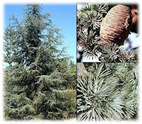 Invernablog: Pinaceae