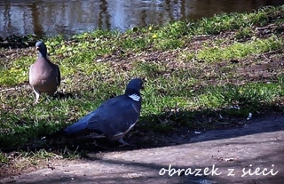 [Obrazek: parka%2Bgrzywaczy%2Bx%2B320.jpg]