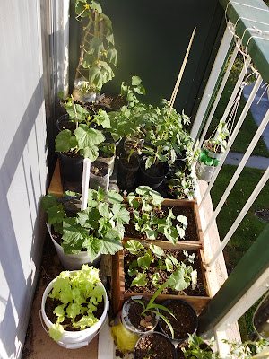 Left side balcony garden