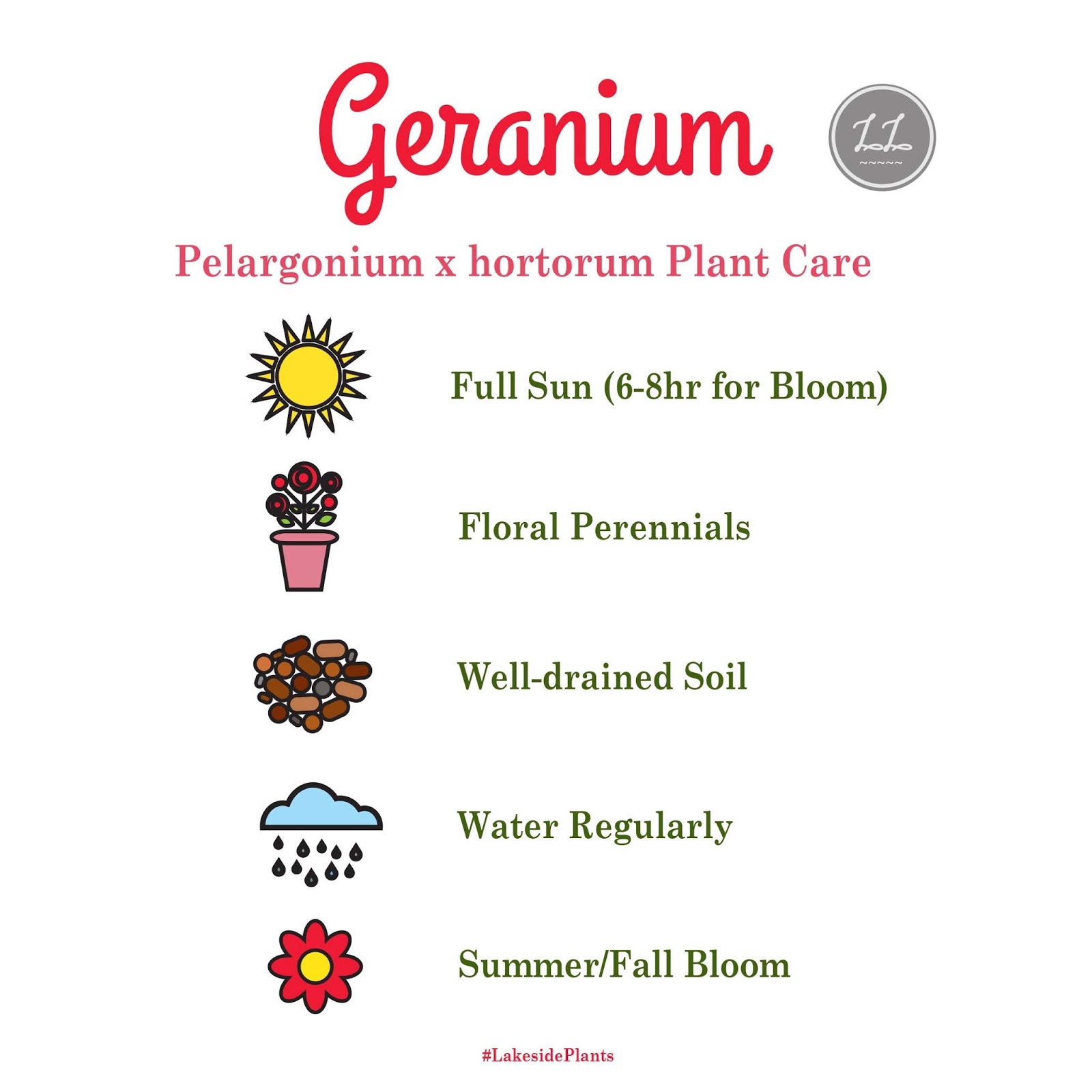 How to Grow Geraniums