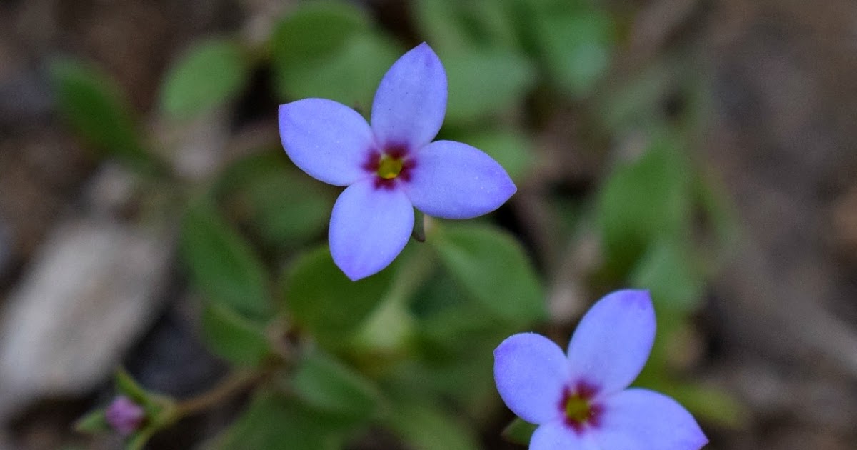 Using Georgia Native Plants: Houstonia, We Have  Tiny Flowers