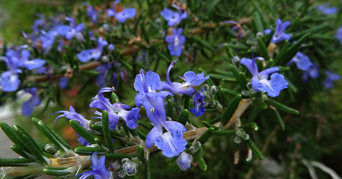 NixPixMix FLOWERING ROSEMARY