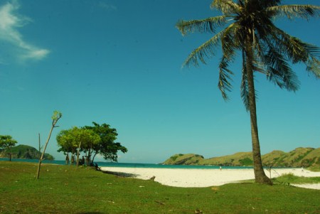 rumput hijau