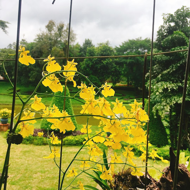 Hình ảnh hoa lan hồ điệp đep nhất thế giới và ý nghĩa ít ai biết