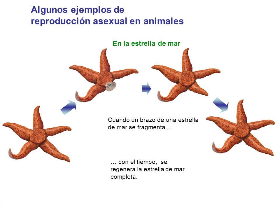 Artes de Pesca LOS EQUINODERMOS