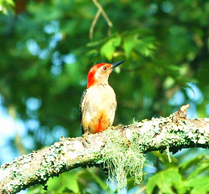 MOUNTAIN MUSINGS: Another Woodpecker Fledgling