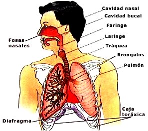 Aparato Respiratorio Gráfico del Aparato Respiratorio señalando partes