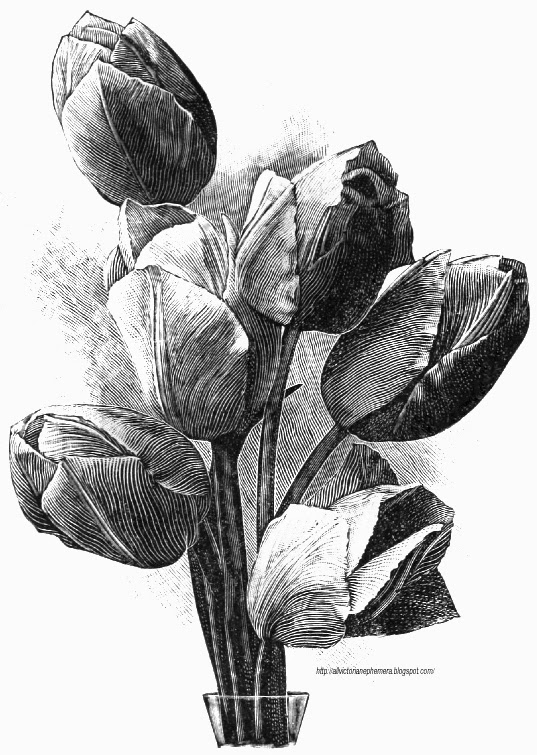 Tulips All Victorian Ephemera