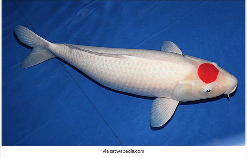Jenis-Jenis Ikan Koi Tancho Kohaku