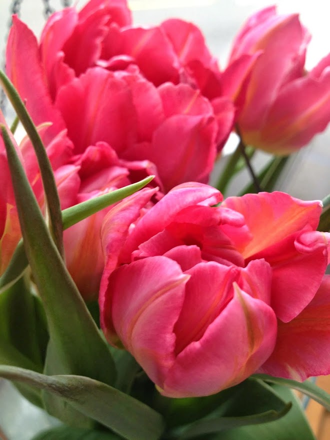 Tulip time!!! I love spring!