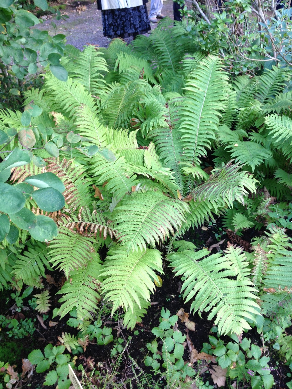 Riina Järva maastikuehituse õpingud: 2015