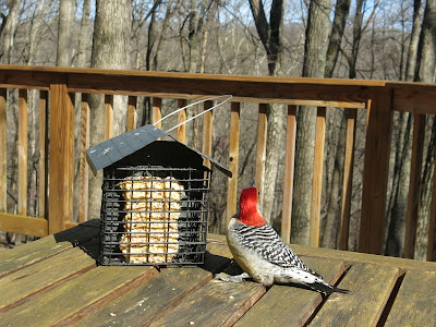 Red-bellied Woodpecker, Saturday, April 02, 2016, 4:08:57 PM