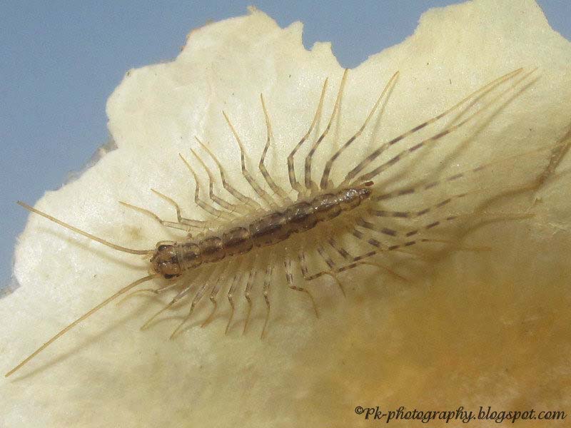 First time seeing, and holding, a house centipede! awwnverts First time seeing, and holding, a house centipede! awwnverts