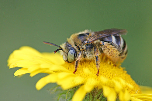 Eucera alticincta